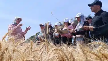 L’INRA présente aux agriculteurs ses nouvelles obtentions variétales productives et résistantes