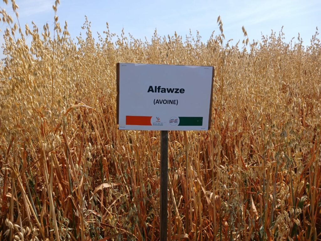 L’INRA présente aux agriculteurs ses nouvelles obtentions variétales productives et résistantes