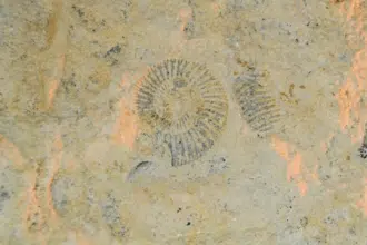 Le Maroc récupère au Chili 117 fossiles rares datant de 400 millions d'années