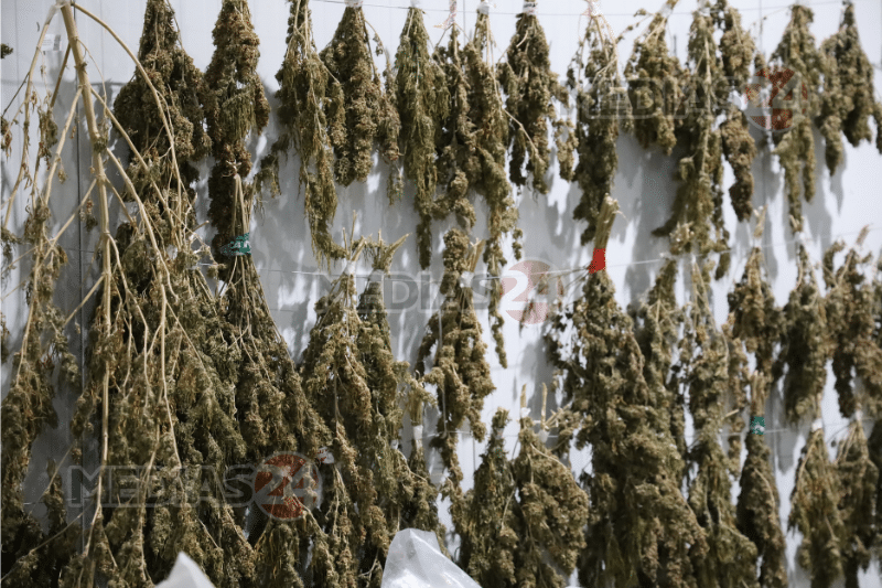 Reportage. Au cœur de Biocannat, l’usine de transformation de cannabis légal Reportage. Au cœur de Biocannat, l’usine de transformation de cannabis légal