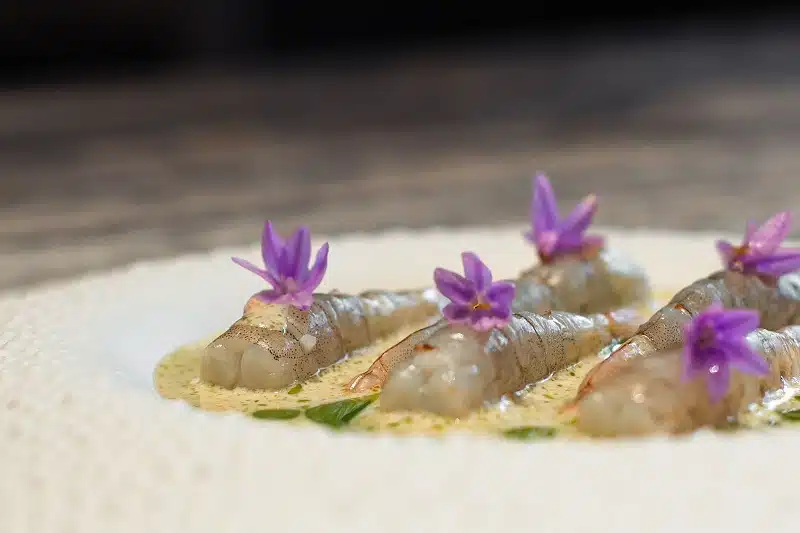 Lancement de Vitamin Sea, une ferme d’élevage de crevettes en circuit fermé