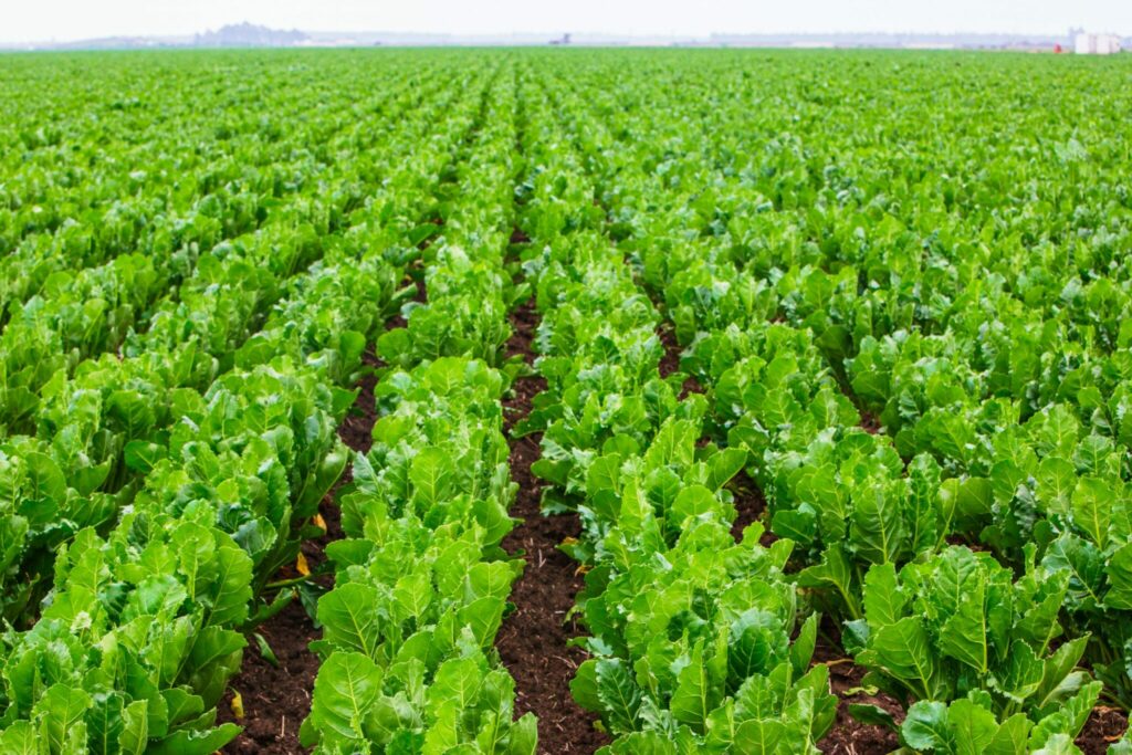 Campagne betteravière 2023-2024 : amélioration de 8,5% du rendement moyen