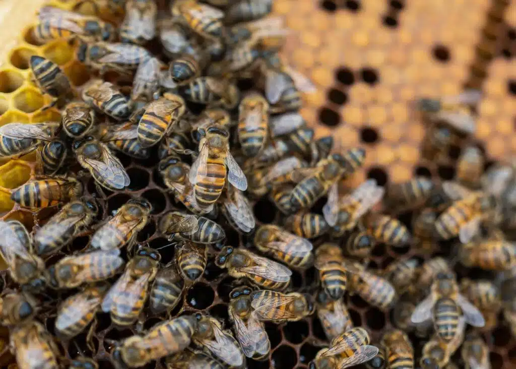 L’abeille jaune du Sahara, symbole du déclin des apidés