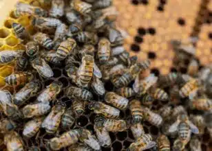 L’abeille jaune du Sahara, symbole du déclin des apidés