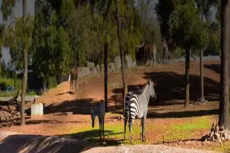 Le Jardin zoologique de Rabat accueille de nouvelles espèces animales