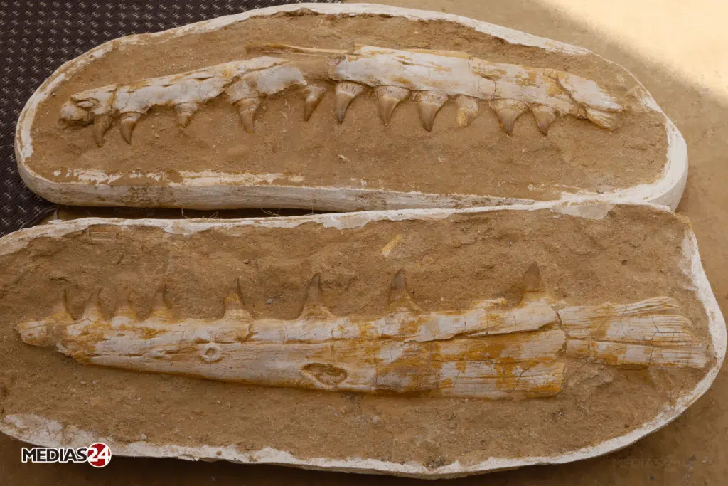 ENQUETE. La ruée vers l'os, ou le commerce de fossiles au Maroc (2/3)