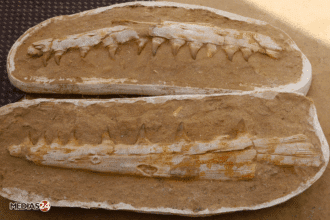 ENQUETE. La ruée vers l'os, ou le commerce de fossiles au Maroc (2/3)