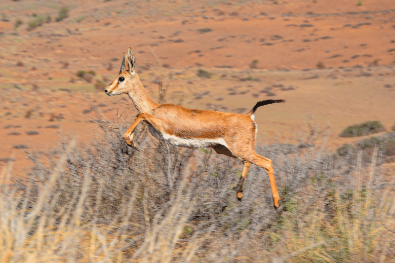 Chekhar à Jerada, un parc naturel pour redonner vie aux espèces menacées