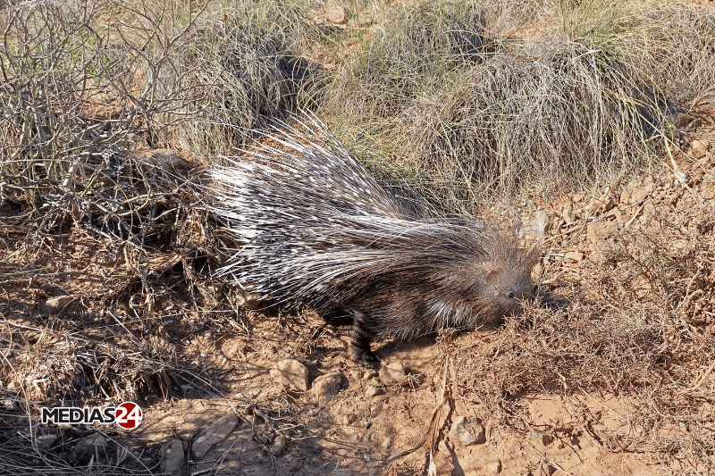 Chekhar à Jerada, un parc naturel pour redonner vie aux espèces menacées