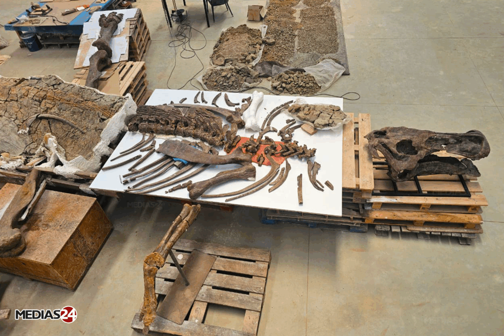 Fossiles. Serait-il possible de valoriser ce commerce au Maroc ?