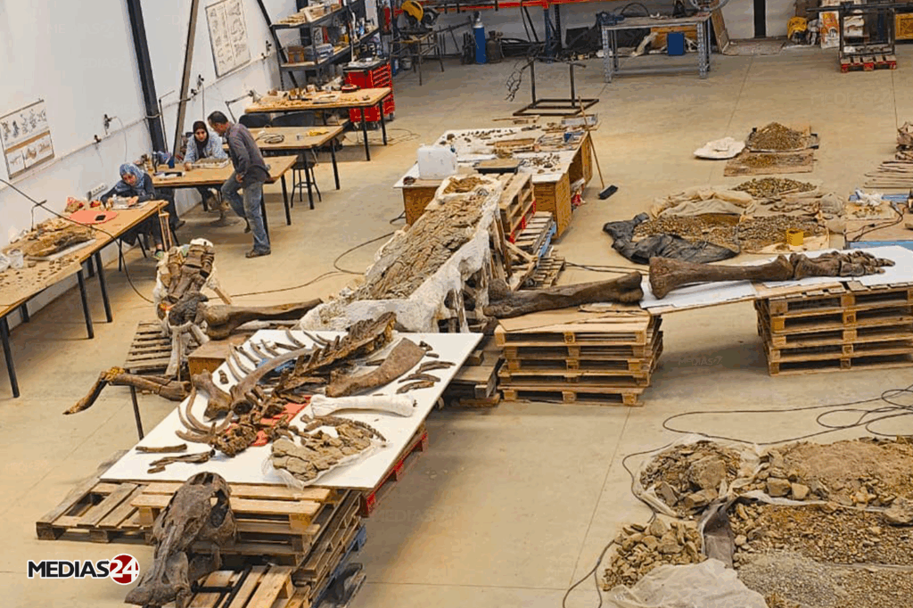 Fossiles. Serait-il possible de valoriser ce commerce au Maroc ?