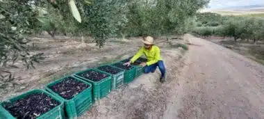 Oléiculture. Bilan de la campagne et du programme Al Moutmir