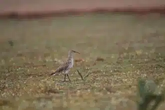 Observé pour la dernière fois au Maroc, le Courlis à bec grêle déclaré éteint