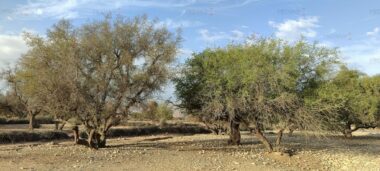 Agriculture et sécheresse : &ldquo;Nos enfants ne pensent qu'à partir en ville&rdquo;, le cri de détresse des fellahs du Maroc
