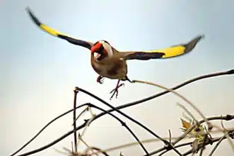 Faune. L'ANEF se mobilise contre le trafic du chardonneret élégant