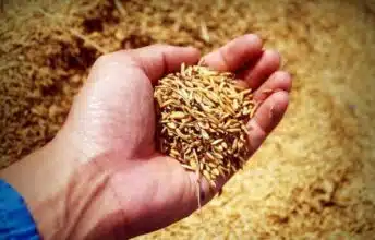 Chute vertigineuse de la production de riz au Maroc