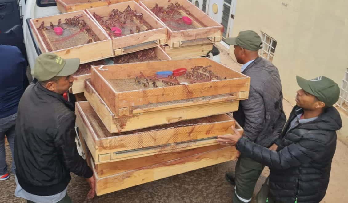 Chardonneret élégant, l'oiseau chanteur le plus menacé par le braconnage au Maroc