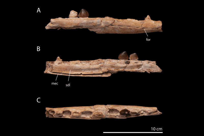 Une nouvelle espèce de mosasaure durophage découverte au Maroc