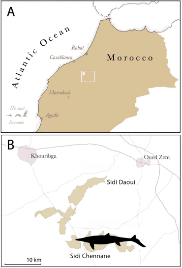Une nouvelle espèce de mosasaure durophage découverte au Maroc