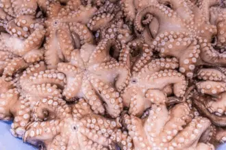 Pêche au poulpe : démarrage sous de bons auspices pour la saison hivernale 2025