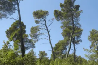 L’ANEF enquête sur la coupe illégale de 36 pins d’Alep à El Jadida