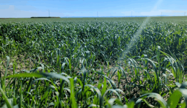 Pr Lamiae Ghaouti : “L’INRA se doit de produire des résultats fiables et transférables aux agriculteurs”