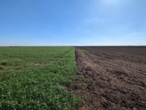 Reportage. À Berrechid, les agriculteurs s’adaptent tant bien que mal à la sécheresse