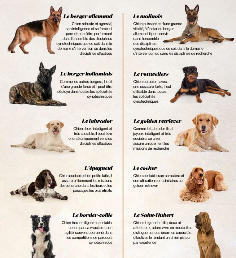 Pleins feux sur la police cynotechnique dans le dernier numéro de la Revue de Police