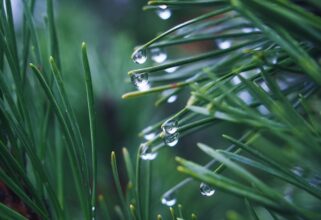 Alerte météo. Fortes pluies attendues dans certaines régions vendredi et samedi