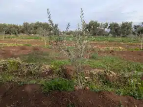 Après les dernières pluies, des périmètres agricoles s'en sortent mieux que d'autres (Images satellite)