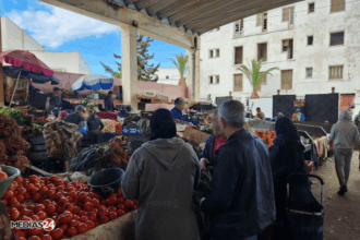Tomates : &ldquo;une campagne normale sur tous les plans, notamment des prix de gros&rdquo; (APEFEL)