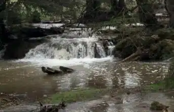 A Ifrane, les sources d’eau reprennent vie après les dernières pluies (vidéo)