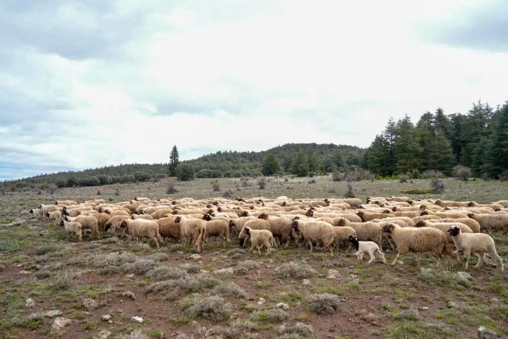A Fès-Meknès, l'état végétatif des parcours s'améliore après les récentes pluies (ministère)