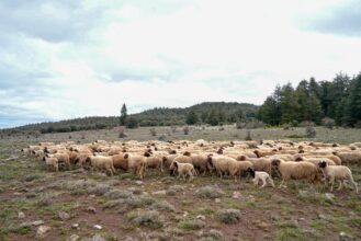 A Fès-Meknès, l'état végétatif des parcours s'améliore après les récentes pluies (ministère)