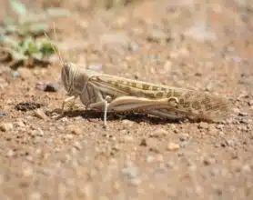 Criquets pèlerins. Le Maroc en état de vigilance contre une probable invasion