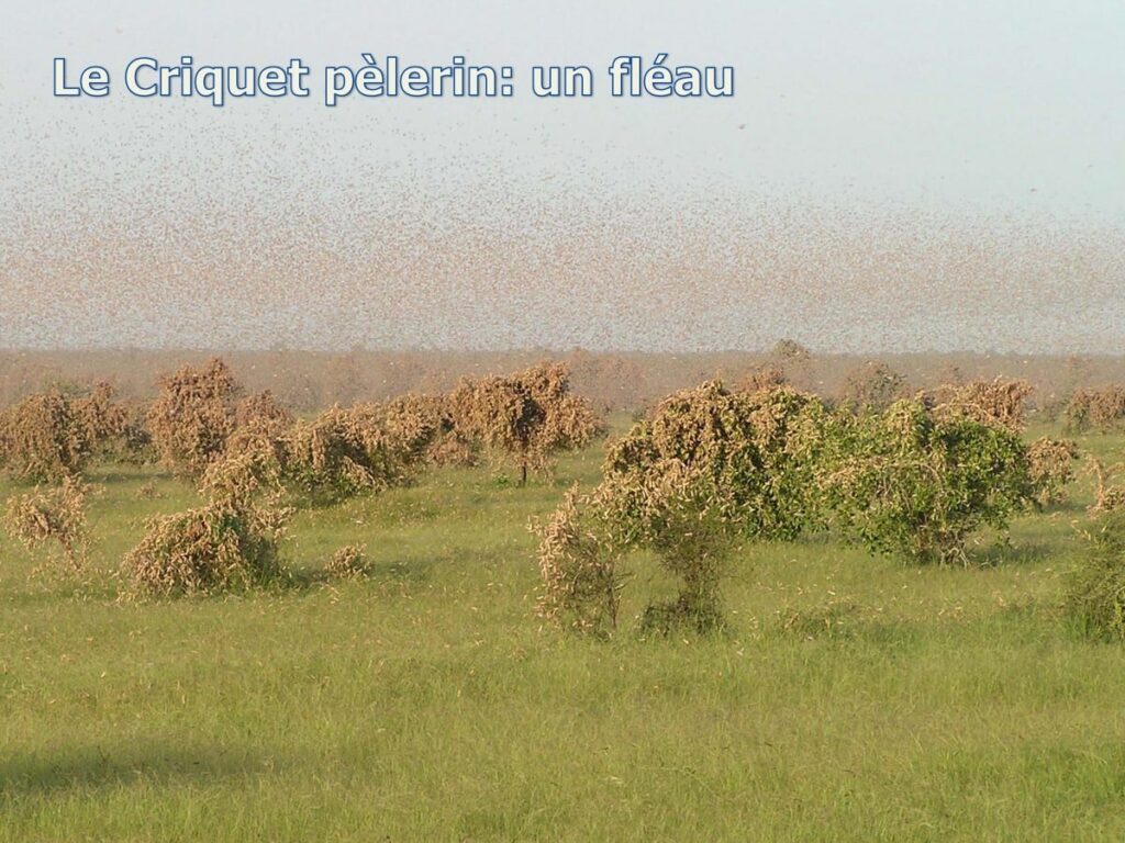 Criquets pèlerins : pas de risque imminent d’invasion au Maroc (Avis d’expert)