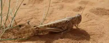 Criquets pèlerins : pas de risque imminent d’invasion au Maroc (Avis d’expert)