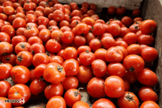 Marchés de gros de Casablanca : tomates et abricots en baisse, les prix du 10 juin