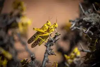 Alerte acridienne au Maghreb : la FAO appelle à la vigilance, situation sous contrôle au Maroc