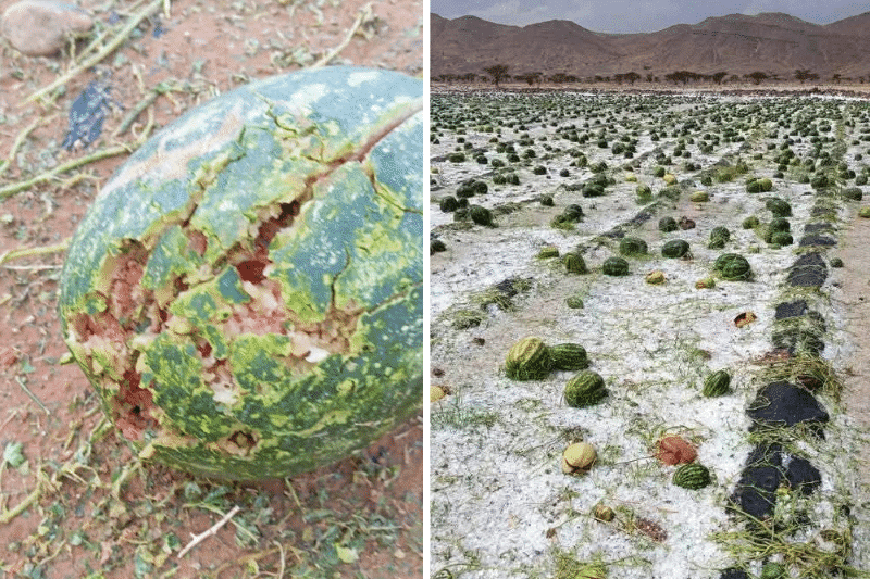 Zagora : la grêle détruit les cultures de pastèques et inonde plusieurs quartiers