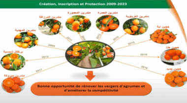 Nouvelles variétés d’agrumes. Le processus de création variétale expliqué par des chercheurs de l’INRA