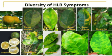 Greening des agrumes : une menace préoccupante pour la filière