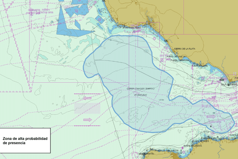 Alerte aux orques entre Cadix et le détroit de Gibraltar