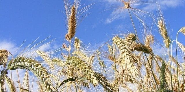 Céréales : le Maroc table sur une récolte de près de 90 Mqx