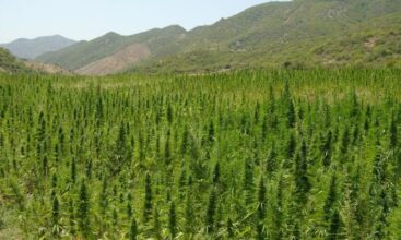 Cannabis légal : le compte est bon pour les semis de la Beldya