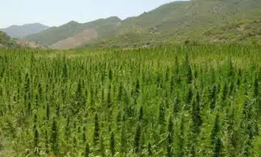 Cannabis légal : le compte est bon pour les semis de la Beldya