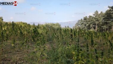 Cannabis médicinal : la Beldya marocaine exportée vers la Suisse, l’Afrique du Sud et l’Australie