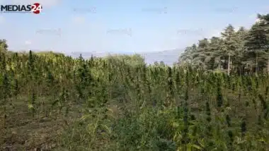 Cannabis médicinal : la Beldya marocaine exportée vers la Suisse, l’Afrique du Sud et l’Australie