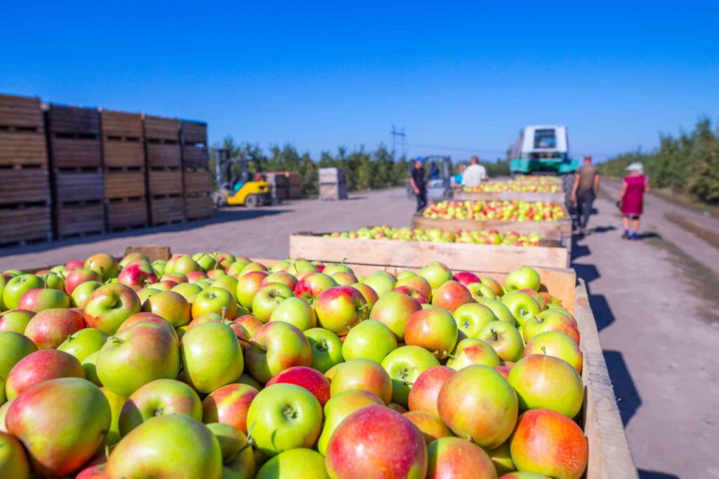 Des pommes prêtes à l’exportation