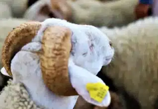 Reconstitution du cheptel : nouveau recensement, identification, critères d’éligibilité… Ce que prévoit la circulaire (2/2)